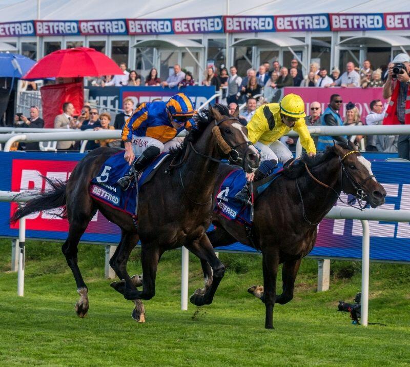 St Leger 2025 winner Scandinavia racing to the finish line