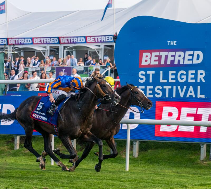 Scandinavia, trained by Aidan O'Brien and ridden by Tom Marquand winning the 2025 St Leger Stakes 
